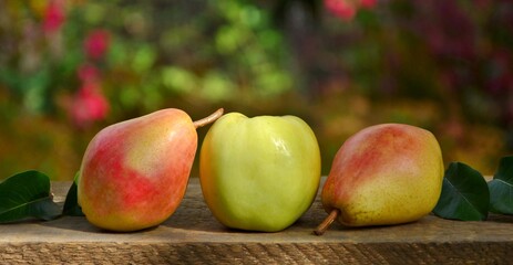 Fresh ripe green apple and colorful pears on wooden table on the background of the garden close-up.