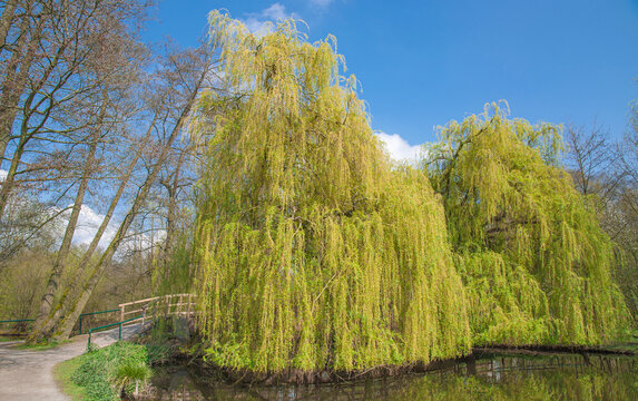 Trauerweide im Schwalm-Nette Naturpark,Nettetal,NRW,Deutschland