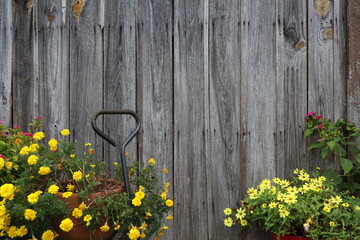 Flowers contrasted against the backdrop of old and weathered wooden barn siding	