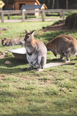 Kangaroo, Wildlife Park, Kangur
