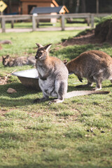 Kangaroo, Wildlife Park, Kangur © Emilia