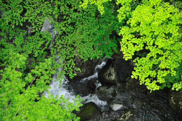 新緑の渓谷