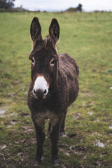 Fototapeta na wymiar Donkey in a field