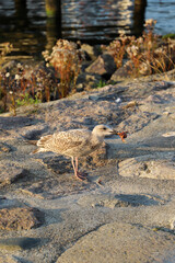 Travem&uuml;nde an der Ostsee