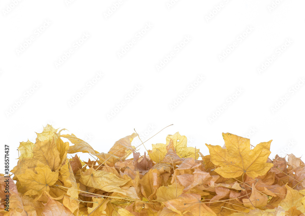 Canvas Prints dry yellow maple leaves isolated on white background