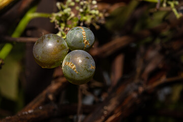 A closeup picture of grapes on a vine branch. Dark background. Picture from Scania county, Sweden