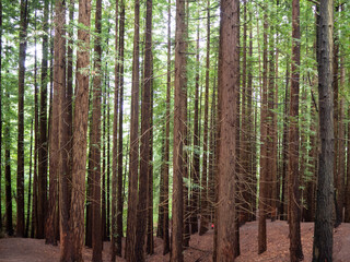 Naklejka premium Forest of tall trees in Cantabria, Spain