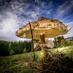 Großer Pilz in der Wiese