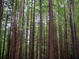 Forest of tall trees in Cantabria, Spain
