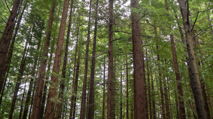 Forest of tall trees in Cantabria, Spain