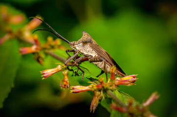 Hard shell insect on foliage background
