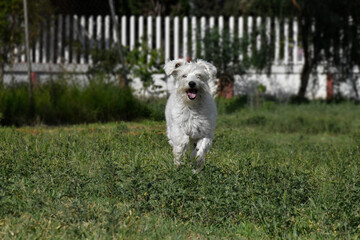 White dog running in park