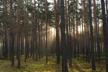 Sosnowy las osnuty poranną mgłą. - obrazy, fototapety, plakaty