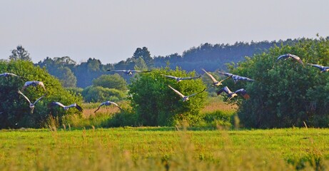 żurawie © Krzysztof