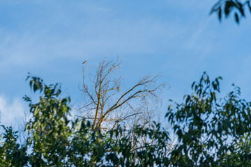 little bird perched on the top of a tree