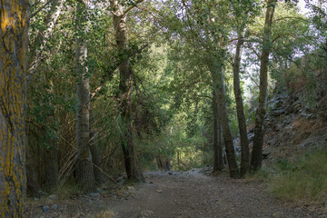 Fototapeta premium trees with green leaves in the countryside of southern Spain,