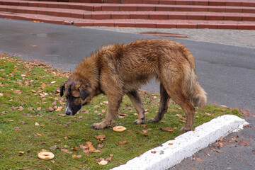 Homeless, red, large, shaggy dog.