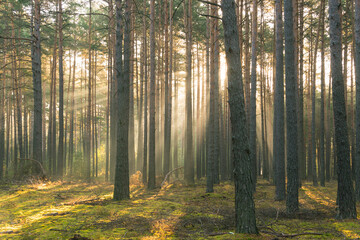 Sosnowy las osnuty poranną mgłą. - obrazy, fototapety, plakaty