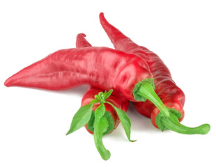 Pepper bitter on white background isolated
