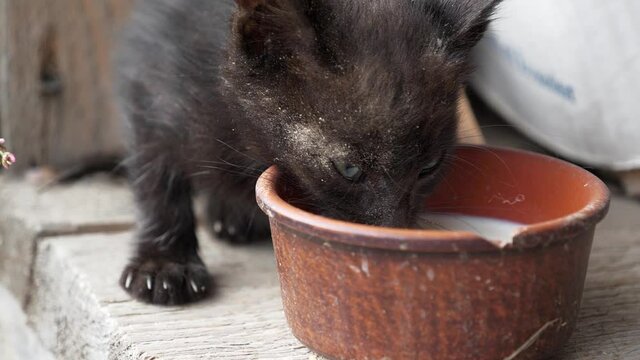 Black little sick kitten drinks a milk from bowl