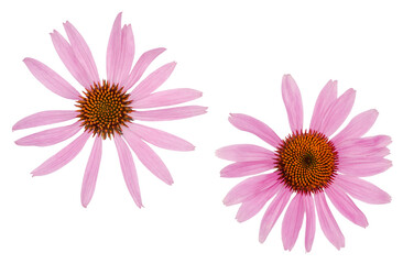 Echinacea flowers isolated on white, top view