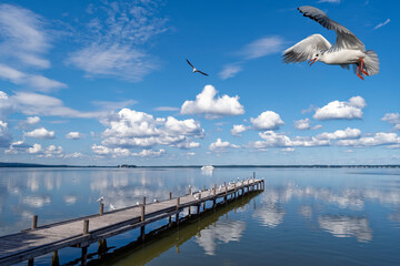Steinhuder Meer mit Möve