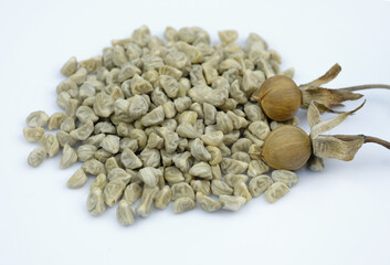 Morning glory seeds close up. Collecting seeds from flowers in autumn. Stages from flowering to collecting seeds from morning glory. Climbing plants and flowers planting.