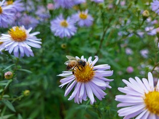 Bee collects nectar on a lilac flower. High quality photo