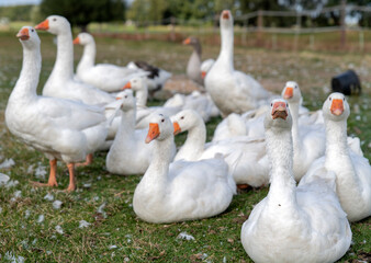 Gänsezucht auf dem Bauernhof