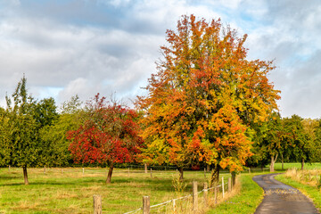 Naklejka premium herbstbaum auf der Wiese