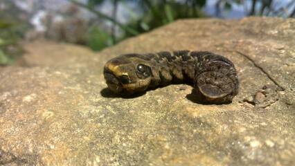 Oruga Serpiente