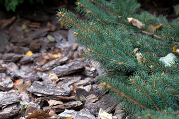 Branches of a Christmas tree on a background of pine bark mulch. Conifers and bark mulcha. Landscaping with conifers. Alley of the city park close-up.