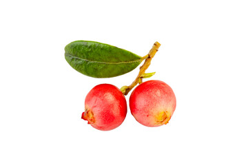 Cranberry closeup cut out on white  background.
