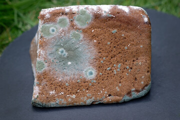 rye bread covered with mold. loaf of bread spoilt. dried up and covered with mildew bakery product.