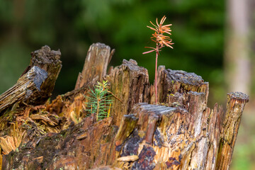 Setzling auf Baumstamm