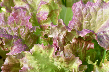 Red-green wavy lettuce leaves close-up. Selective focus.