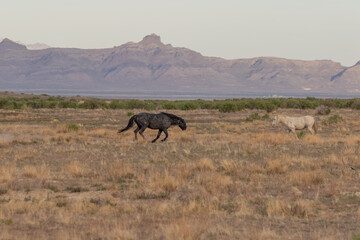 Fototapeta premium Wild Horses in the Utah Desert
