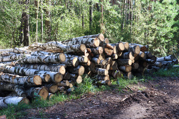 Birch logs. stacked near a forest road against a forest background - the concept of technical wood processing