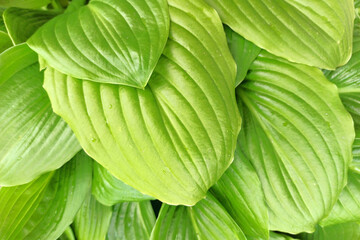 Obraz premium hosta flower green leaves close-up. natural green background from leaves. hosta leaves top view.