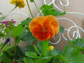 orange viola flower close up. Viola flower in a pot for decorating the terrace of the house. small orange flower.
