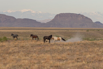 Wild Horses in the Utah Desert