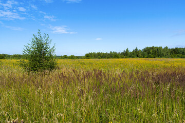 A green meadow blooming with yellow flowers, a young tree in the foreground and a beautiful blue sky with white clouds. On a Sunny summer morning. Landscape.