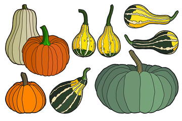 Vector illustration.
Hand-drawing of different varieties of pumpkins.