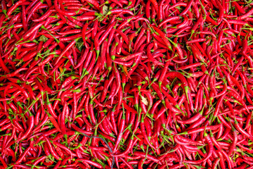 Fototapeta premium peppers drying outside as traditional
