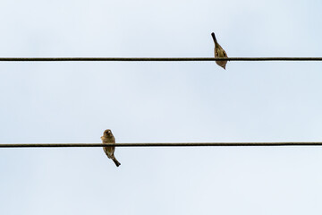Vögel auf Stromleitung