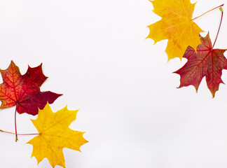 On a light background, yellow and red autumn maple leaves. Place to insert text