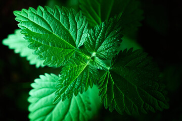 Nettle (Urtica) from above, illuminated in green, light and shadow.