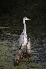 Grey heron on a local pond fishing during morning hours.