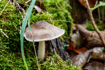 Pilz im Wald