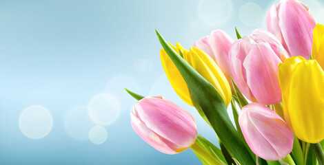 Bunch of yellow and pink tulips on blue blur background